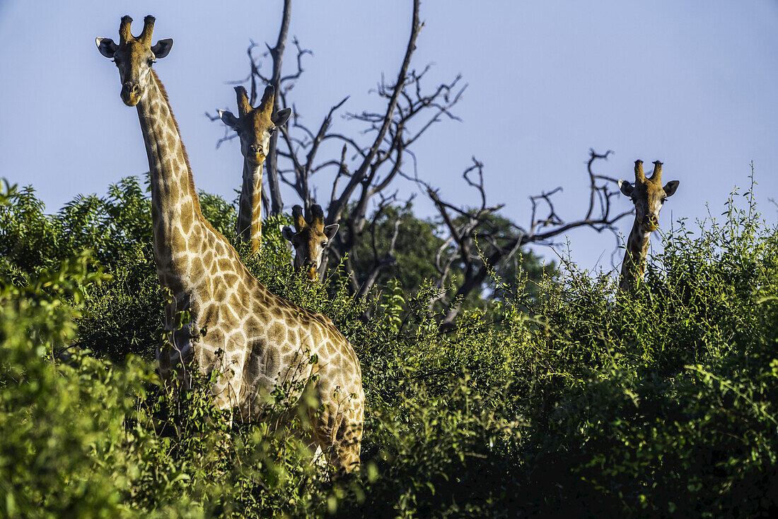 Giraffes standing in the trees looking towards the camera; Botswana