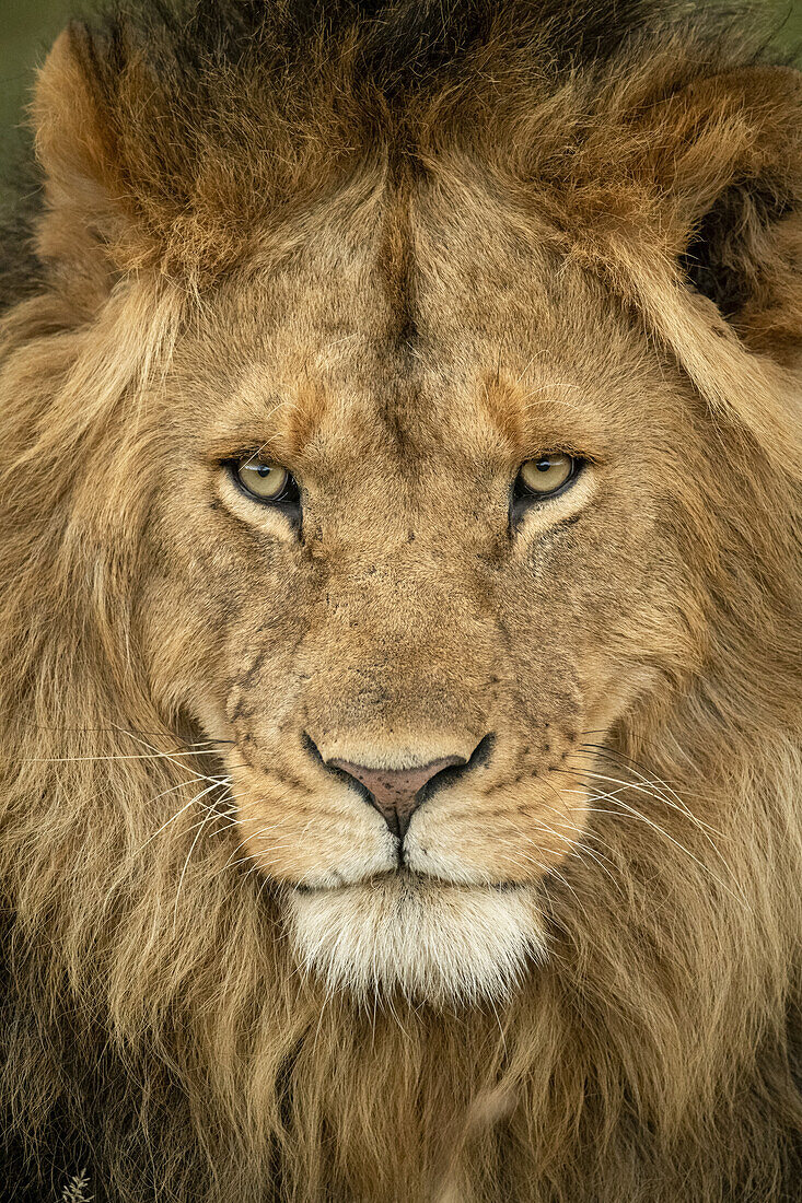 Nahaufnahme eines männlichen Löwen (Panthera leo), Kopf starrt nach außen, Serengeti-Nationalpark; Tansania.