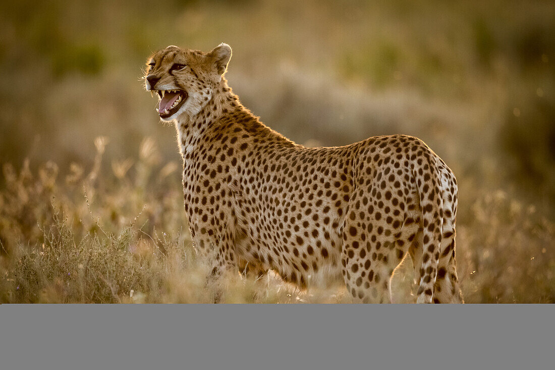 Weiblicher Gepard (Acinonyx jubatus) steht im Gras und ruft seine Jungen, Serengeti-Nationalpark; Tansania.