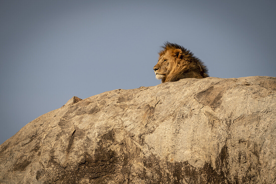 Kopf eines männlichen Löwen (Panthera leo) auf einer Kuppe liegend, Serengeti-Nationalpark; Tansania.