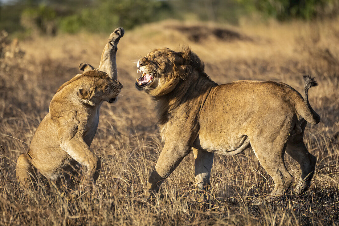 Eine Löwin (Panthera leo) ist dabei, einem männlichen Löwen nach der Paarung eine Ohrfeige zu geben. Beide haben ein goldenes Fell und stehen auf einem Fleck verbrannten Grases im warmen Abendlicht. Aufgenommen mit einer Nikon D810 im Serengeti-Nationalpark; Tansania
