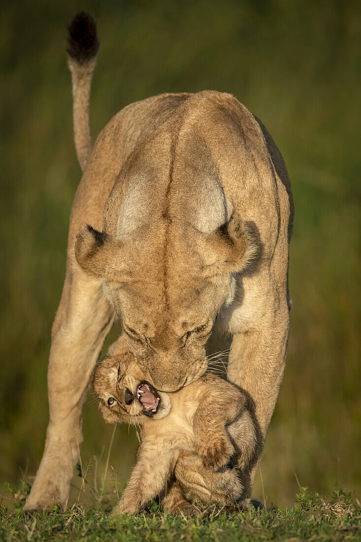 Lioness (Panthera leo) stands biting cub in golden light, Serengeti National Park; Tanzania