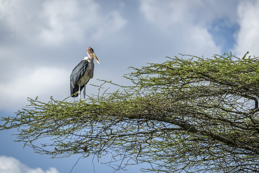 Marabou stork (Leptoptilos crumenifer) stands facing right on branch, Serengeti National Park; Tanzania