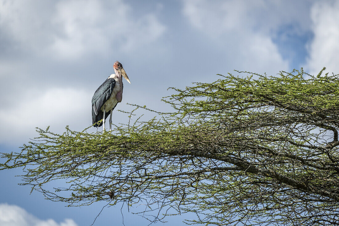 Marabu-Storch (Leptoptilos crumenifer) steht mit Blick nach rechts auf einem Ast, Serengeti-Nationalpark; Tansania.