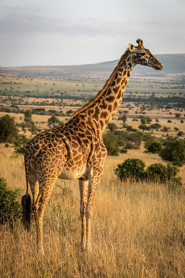 Massai-Giraffe (Giraffa camelopardalis tippelskirchii) steht in der Savanne und schaut nach rechts, Serengeti-Nationalpark; Tansania.