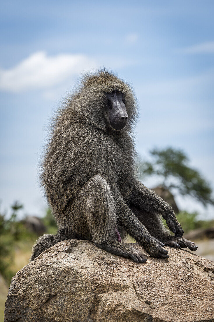 Olive baboon (Papio anubis) sits on rock facing right, Serengeti National Park; Tanzania