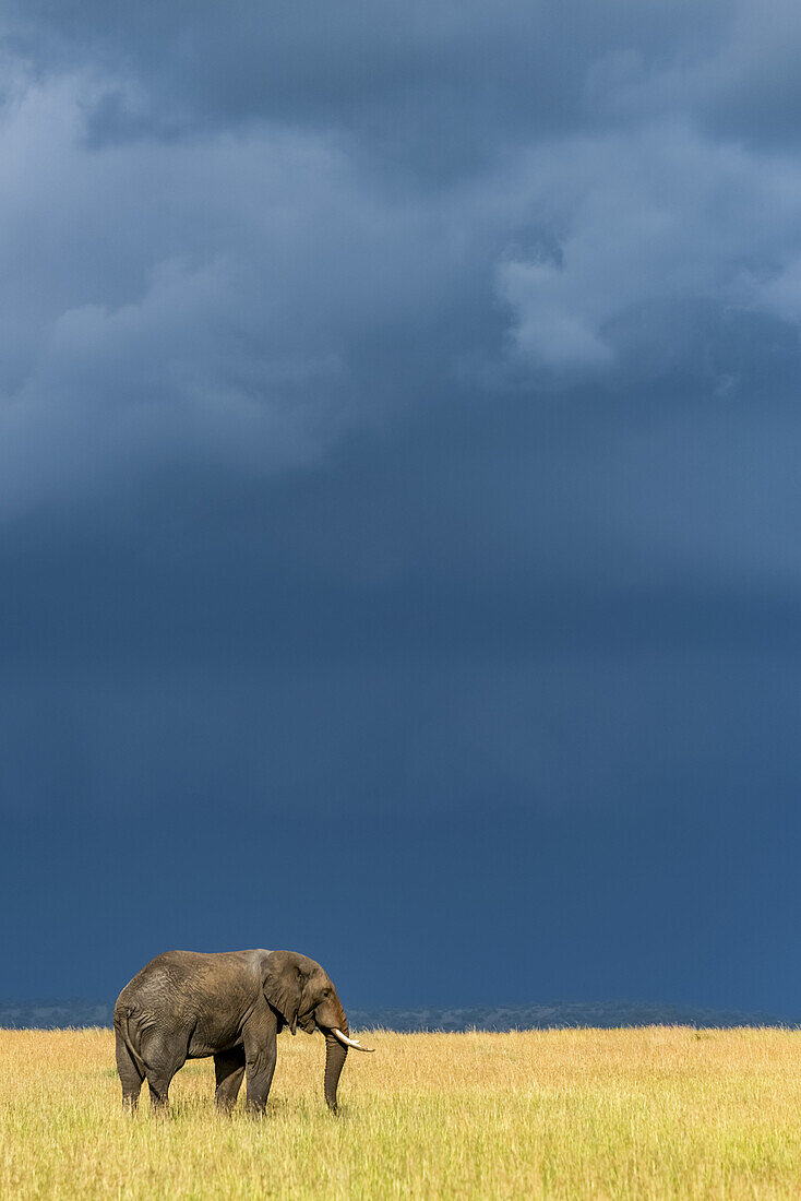 Afrikanischer Buschelefant (Loxodonta africana) steht im Gras unter dunklen Wolken, Serengeti-Nationalpark; Tansania.