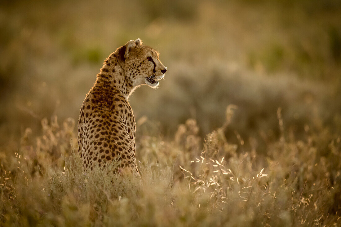 Weiblicher Gepard (Acinonyx jubatu) sitzt im Gras und schaut nach rechts, Serengeti-Nationalpark; Tansania.