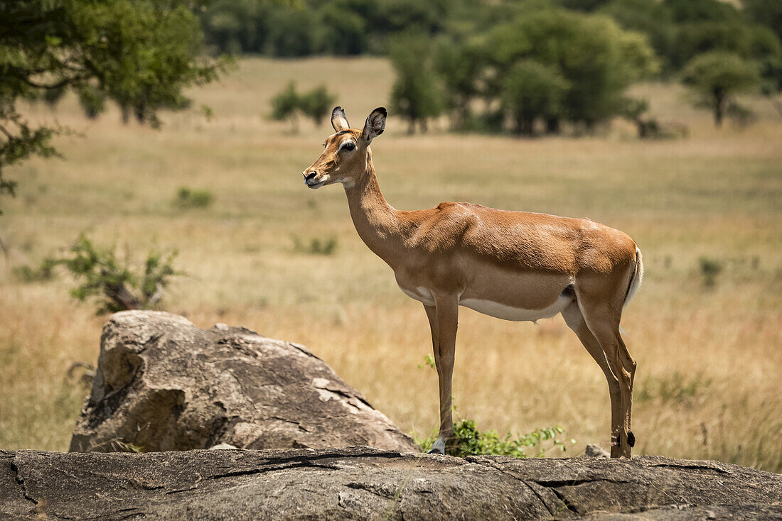 Weibliches Impala (Aepyceros melampus) steht im Profil auf einem Felsen, Serengeti-Nationalpark; Tansania.