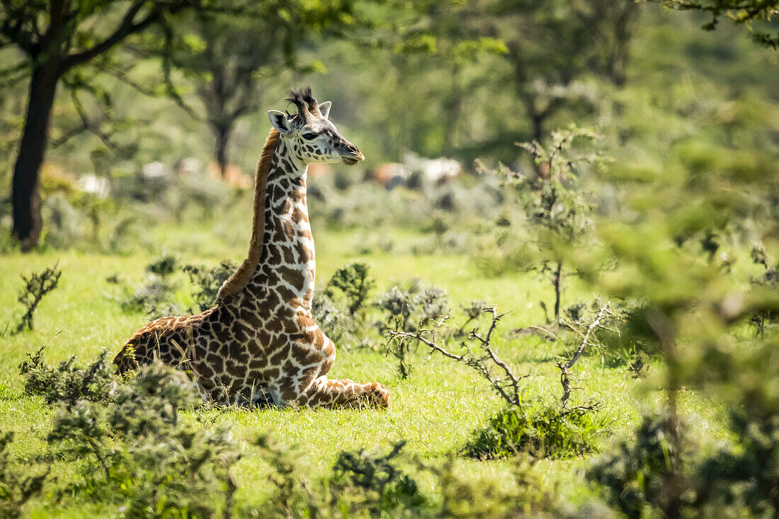 Masai-Giraffe (Giraffa camelopardalis tippelskirchii) kniend im Gras zwischen Büschen, Serengeti-Nationalpark; Tansania.