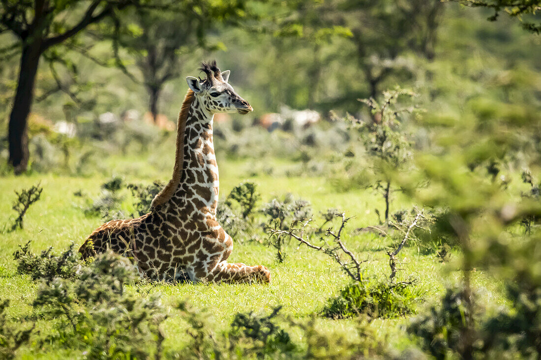 Masai giraffe (Giraffa camelopardalis tippelskirchii) kneeling in grass among bushes, Serengeti National Park; Tanzania