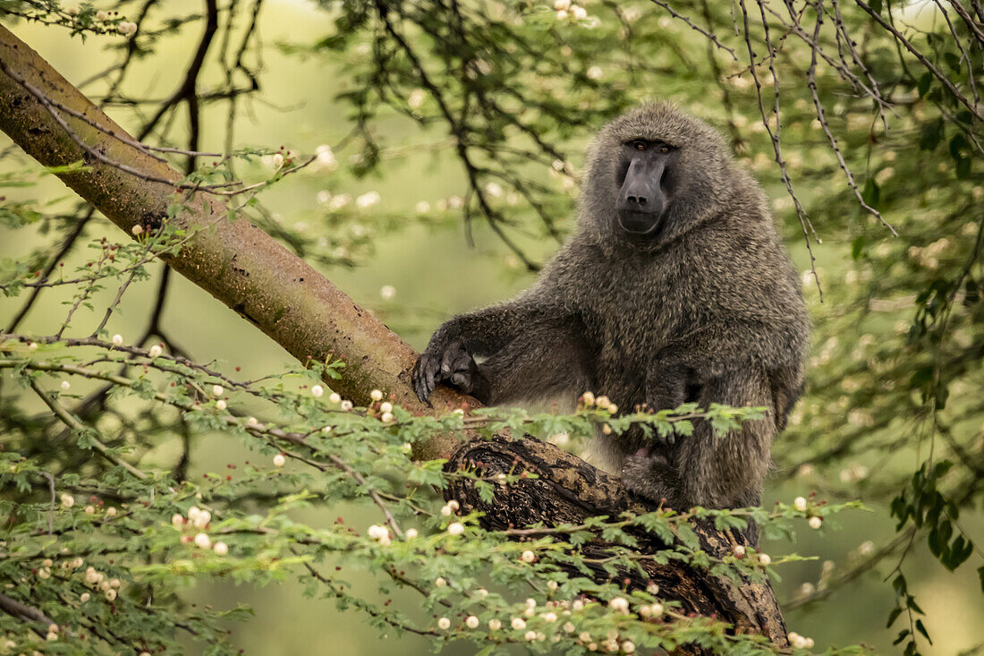 Olivenpavian (Papio anubis) sitzt auf einem Ast und beobachtet die Kamera, Serengeti-Nationalpark; Tansania.