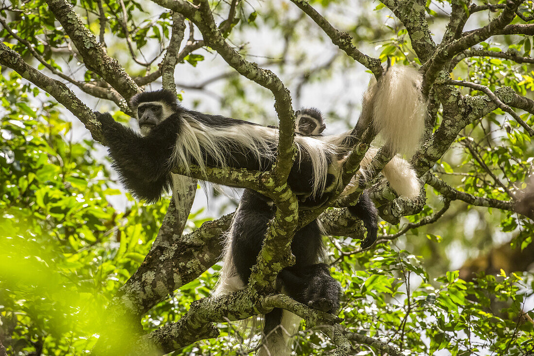 Schwarz-weiße Colobus-Affen (Colobus guereza) entspannen sich auf den Ästen der Ngare Sero Mountain Lodge, in der Nähe von Arusha; Tansania