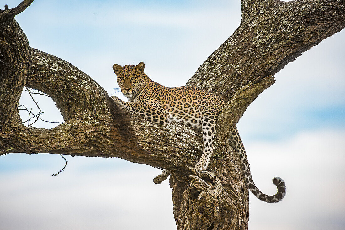 Leopard (Panthera pardus) resting in tree in the Ndutu area of the Ngorongoro Crater Conservation Area on the Serengeti Plains; Tanzania