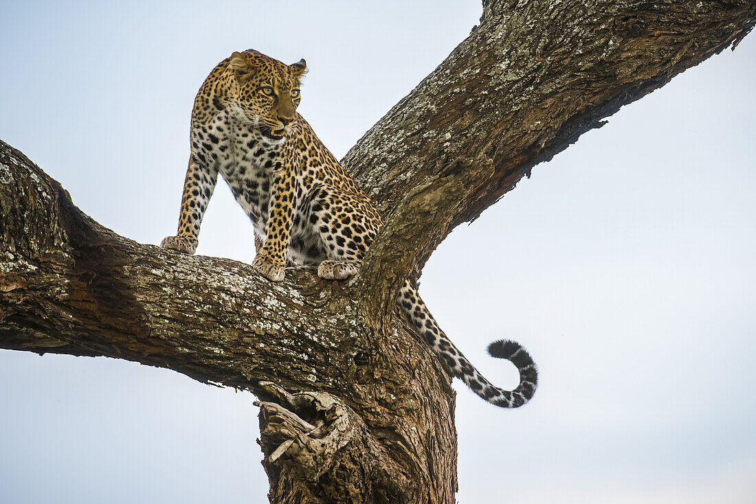 Leopard (Panthera pardus) crouching in tree in the Ndutu area of the Ngorongoro Crater Conservation Area on the Serengeti Plains; Tanzania