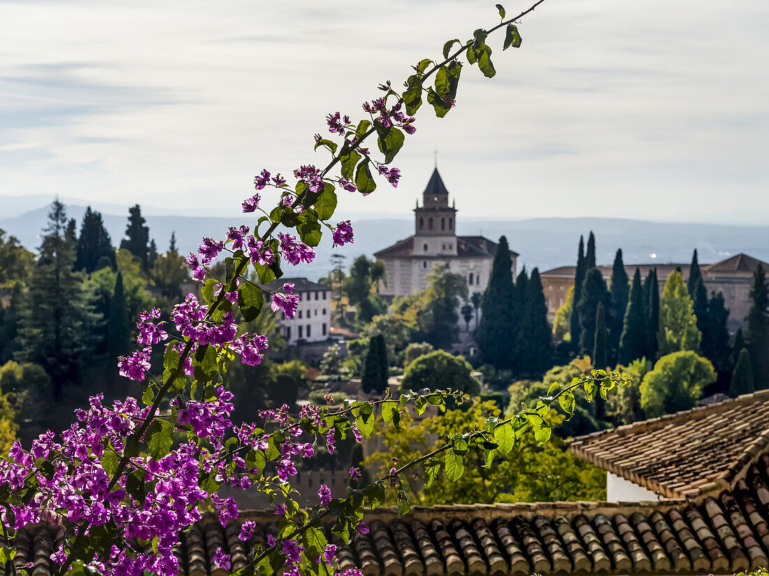 Kirche und Dächer mit einem blühenden Zweig im Vordergrund; Granada, Provinz Granada, Spanien