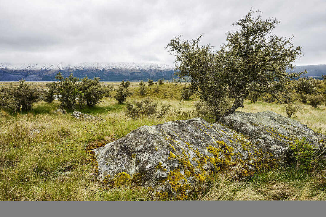 Mossy boulders at the Mount Cook Valley in springtime; South Island, New Zealand