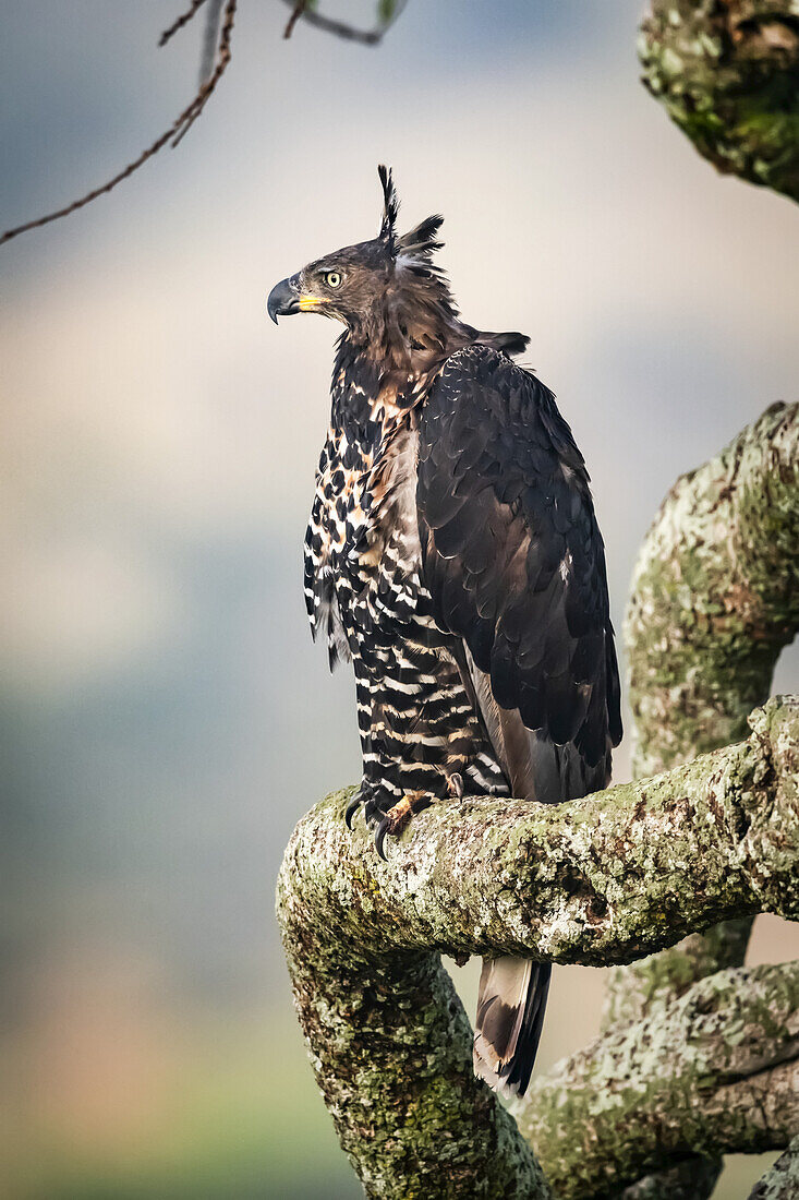 African crowned eagle (Stephanoaetus coronatus) perches on tree branch, Serengeti National Park; Tanzania