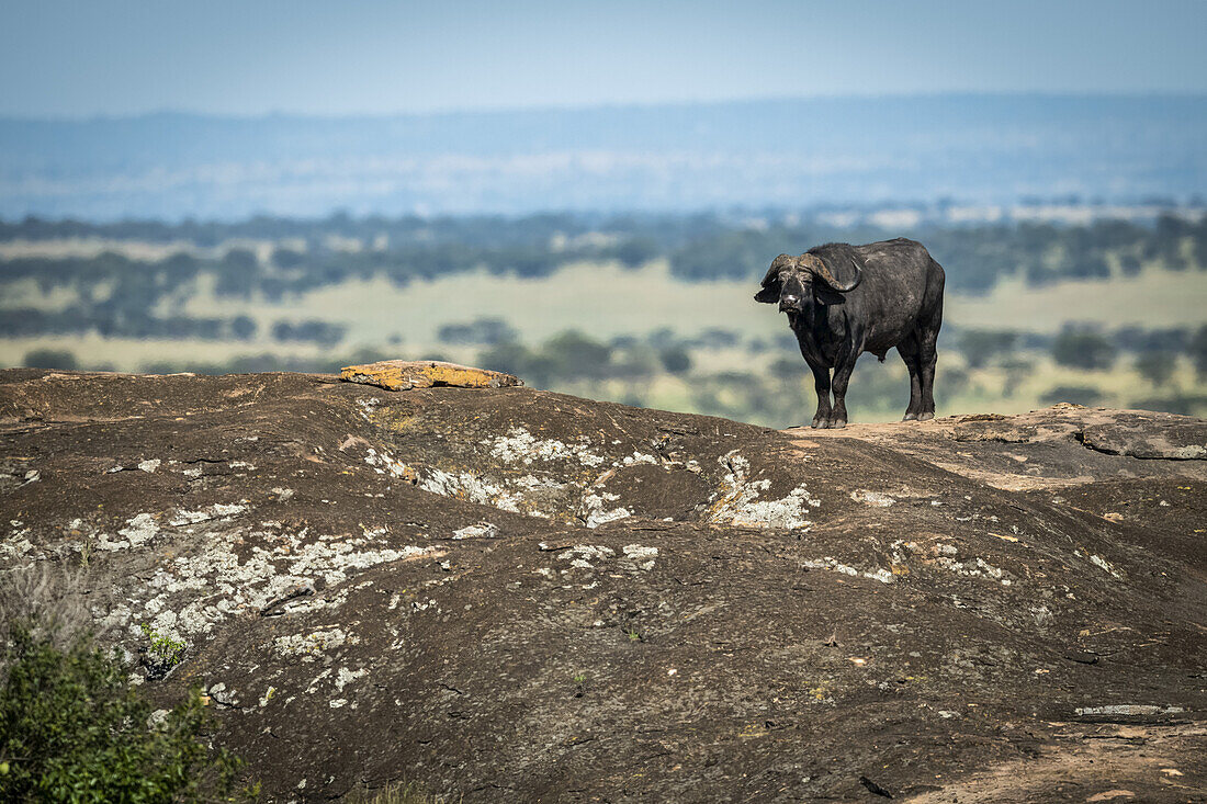 Cape buffalo (Syncerus caffer) standing on horizon on rock, Serengeti National Park; Tanzania