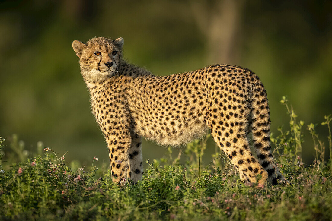 Gepardenjunges (Acinonyx jubatus) steht im Gebüsch und schaut zurück, Serengeti-Nationalpark; Tansania