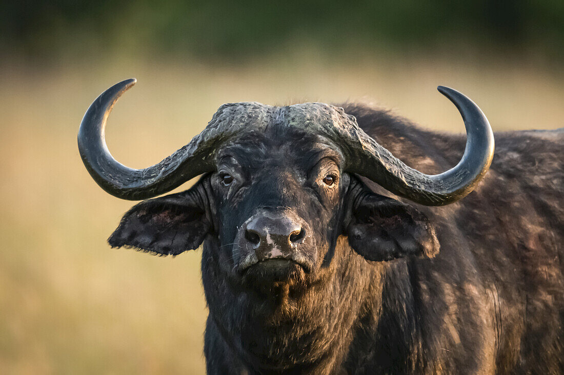 Nahaufnahme eines Kapbüffels (Syncerus caffer), der in die Kamera starrt, Serengeti-Nationalpark; Tansania.
