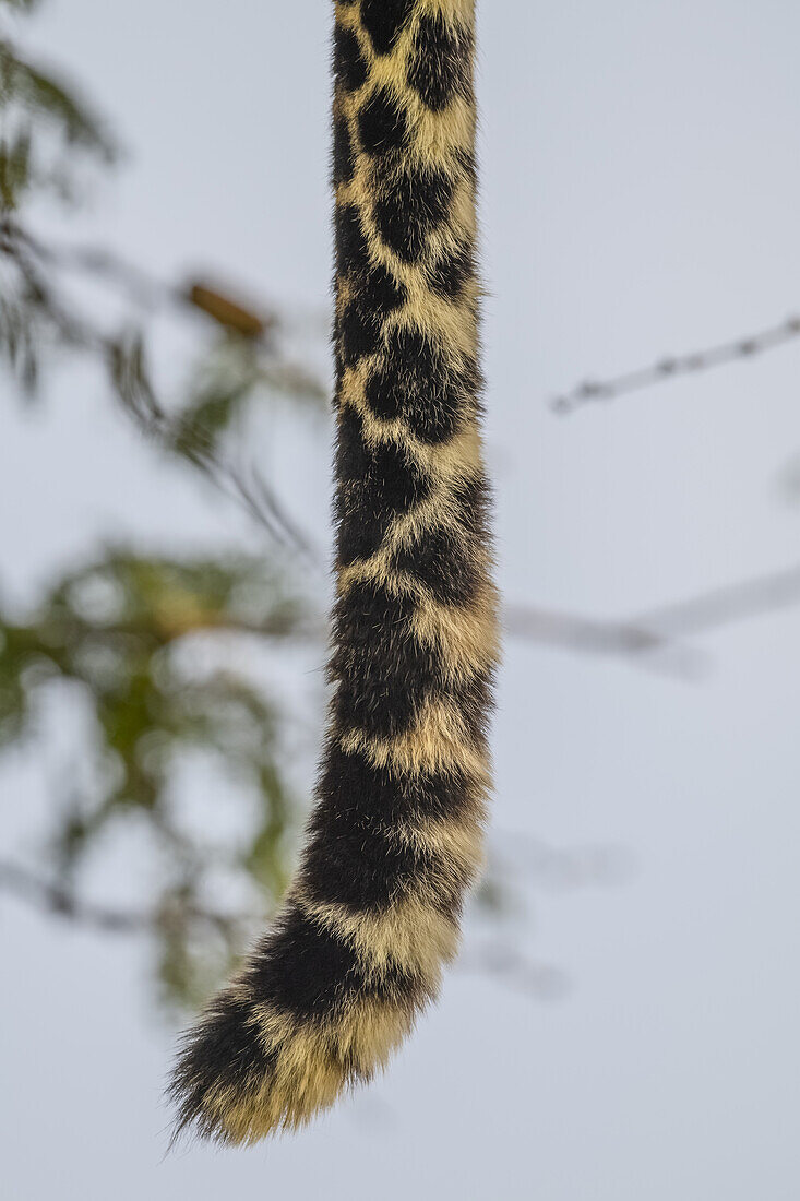 Nahaufnahme eines Leoparden (Panthera pardus), dessen Schwanz gerade nach unten hängt, Serengeti-Nationalpark; Tansania.