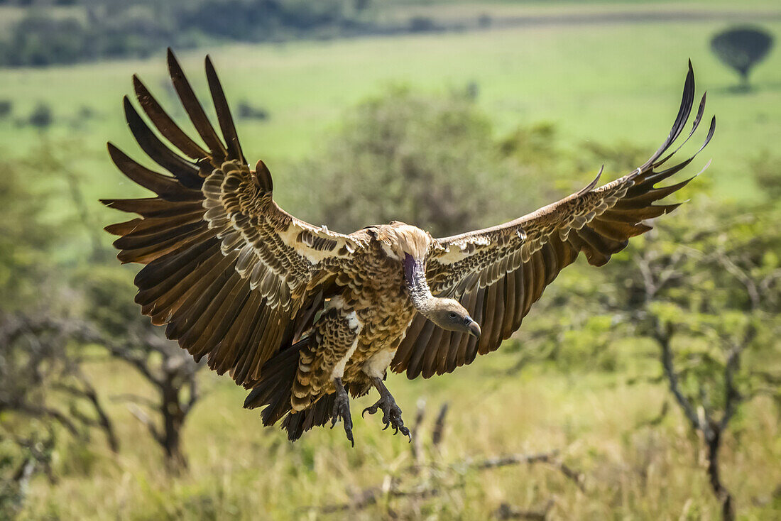 White-backed vulture (Gyps africanus) stretches it's wings to land, Serengeti; Tanzania
