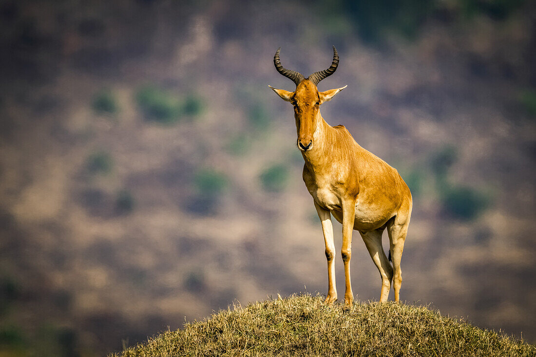 Coke hartebeest (Alcelaphus buselaphus cokii) stands on mound eyeing camera, Serengeti; Tanzania