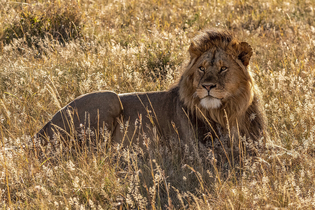 Male lion (Panthera leo) lying in grass looking up, Serengeti; Tanzanai