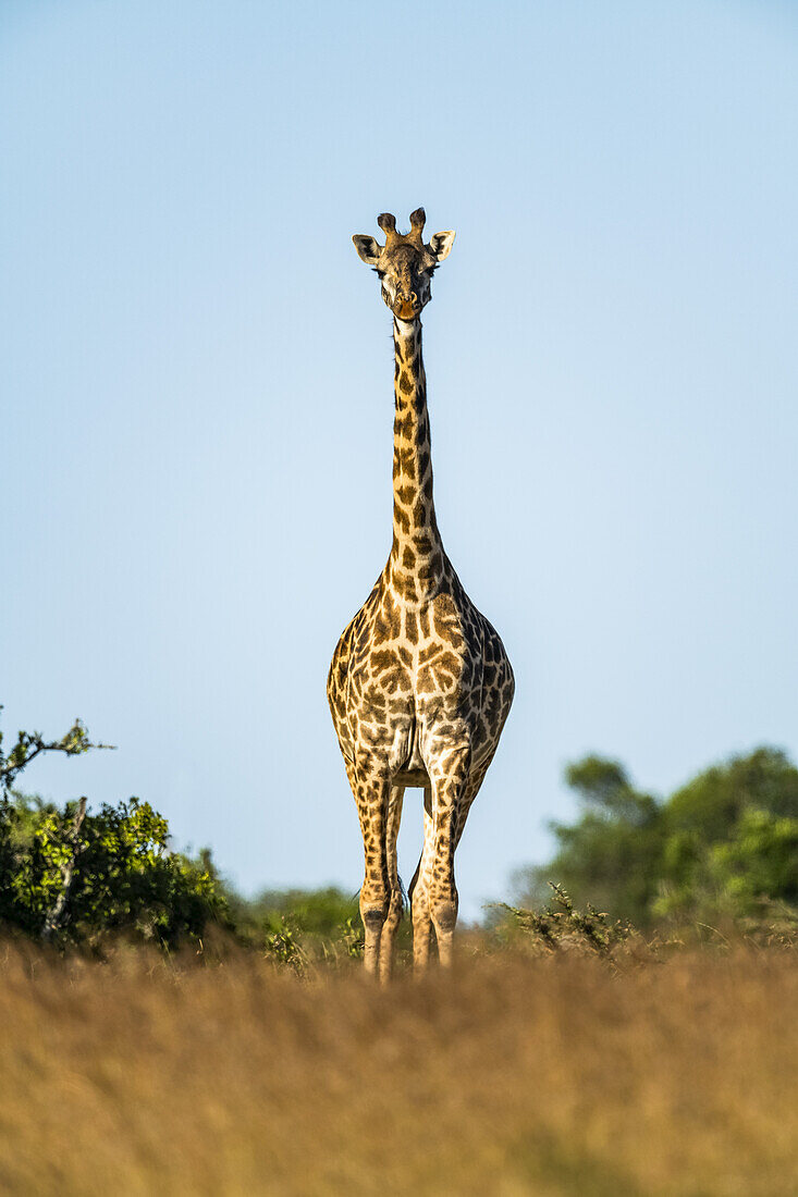 Masai giraffe (Giraffa camelopardalis tippelskirchii) stands facing camera on horizon, Serengeti; Tanzania