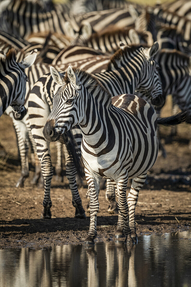 Steppenzebra (Equus quagga) beäugt Kamera an Pfütze, Serengeti; Tansania.