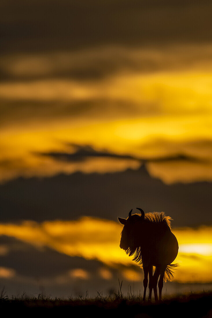 Streifengnu (Connochaetes taurinus) steht als Silhouette am Horizont bei Sonnenuntergang, Serengeti; Tansania.