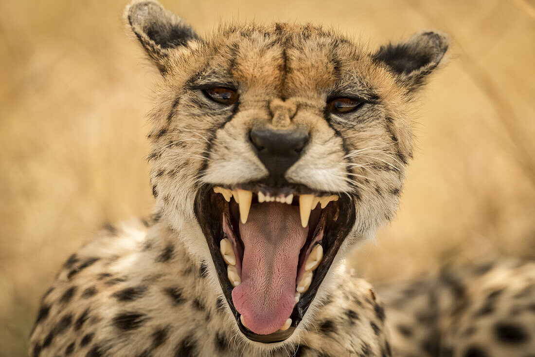Nahaufnahme eines weiblichen Geparden (Acinonyx jubatus), der in die Kamera gähnt, Serengeti; Tansania.