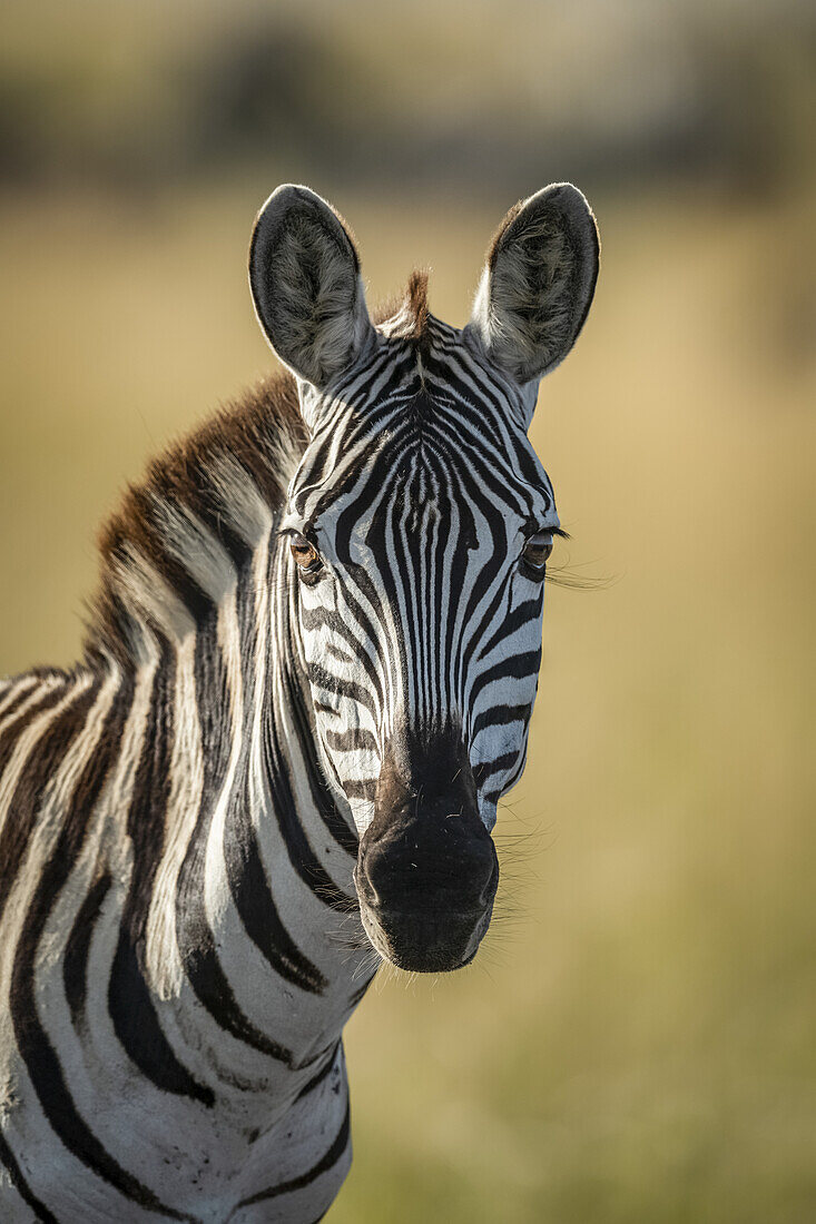 Nahaufnahme eines Steppenzebras (Equus quagga), das in die Kamera schaut, Serengeti; Tansania.