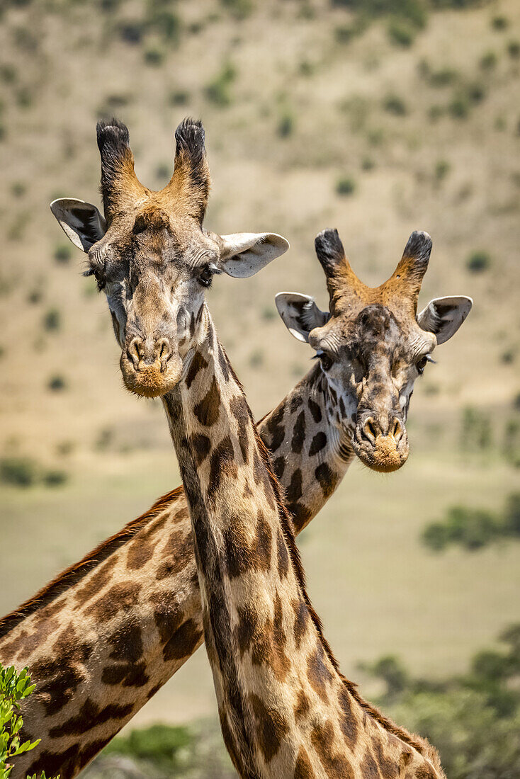 Close-up of two Masai giraffe (Giraffa camelopardalis tippelskirchii) crossing necks, Serengeti; Tanzania