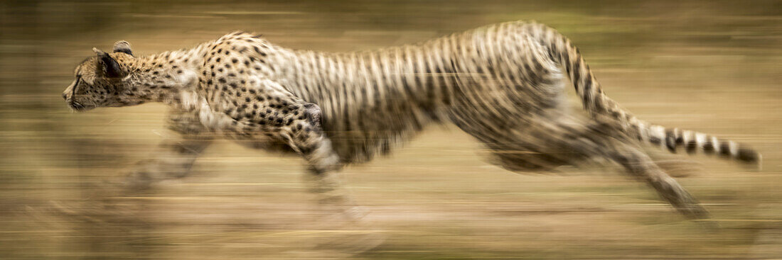Zeitlupenpanorama eines sprintenden Geparden (Acinonyx jubatus), Serengeti; Tansania.