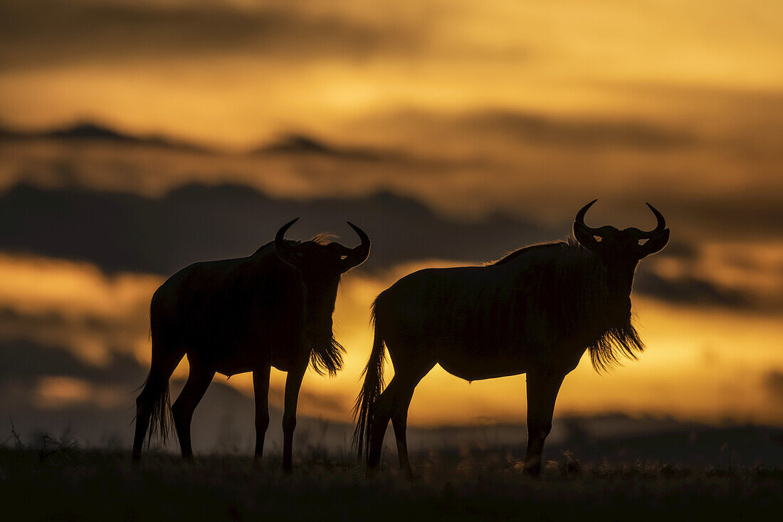Zwei Streifengnus (Connochaetes taurinus) stehen als Silhouetten bei Sonnenuntergang, Serengeti; Tansania