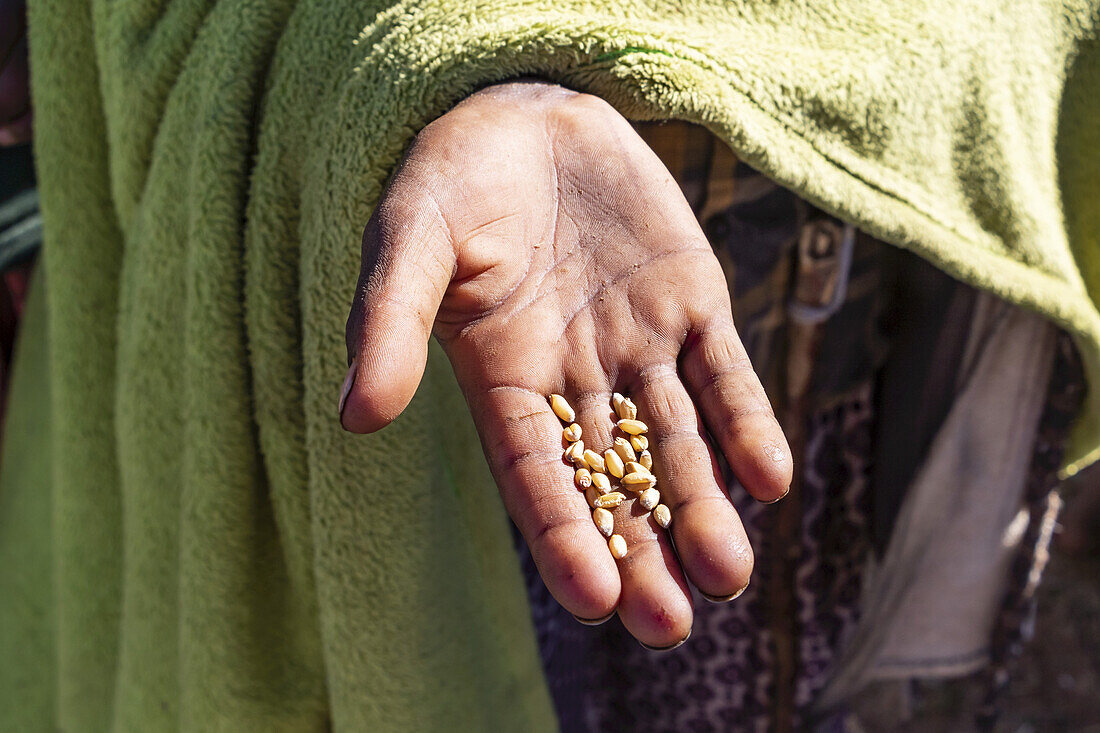 Hand eines äthiopischen Kindes, das Weizenkörner hält, Simien-Gebirge; Amhara-Region, Äthiopien.