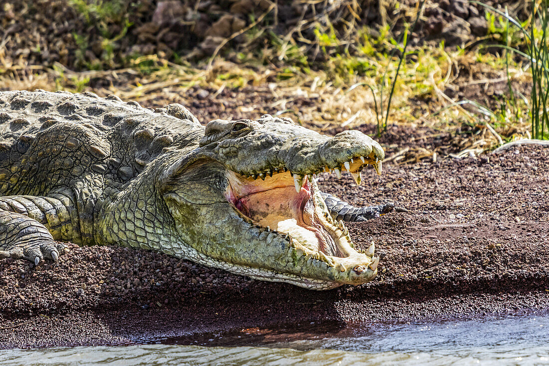 Nile crocodile (Crocodylus niloticus) in Chamo Lake, Nechisar National Park; Ethiopia