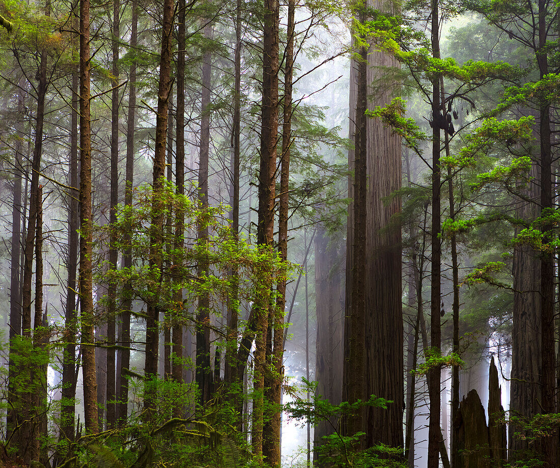 Sonnenstrahlen auf dem Wald in den California Redwoods; Kalifornien, Vereinigte Staaten von Amerika
