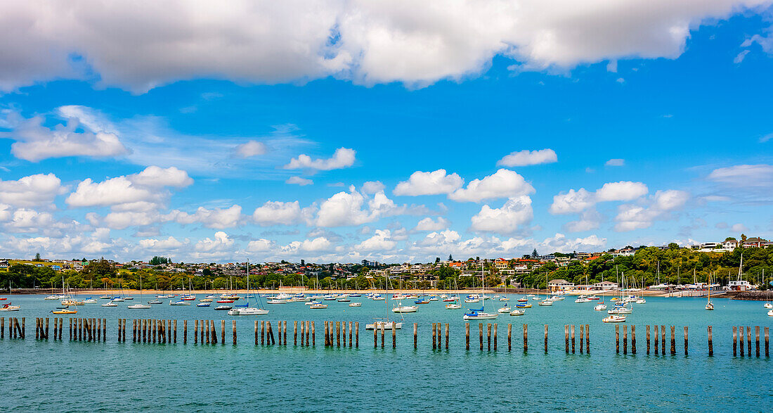 A harbour in the South Pacific; South Island, New Zealand