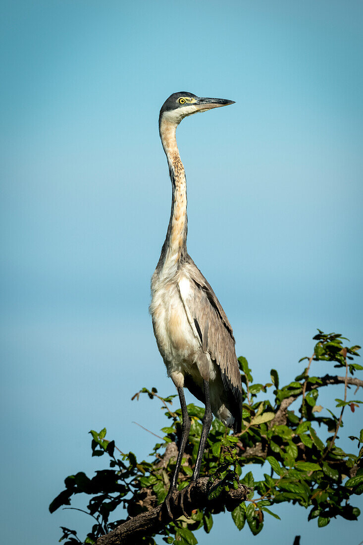 Schwarzkopfreiher (Ardea melanocephala) im Baum unter blauem Himmel, Grumeti Serengeti Tented Camp, Serengeti Nationalpark; Tansania.