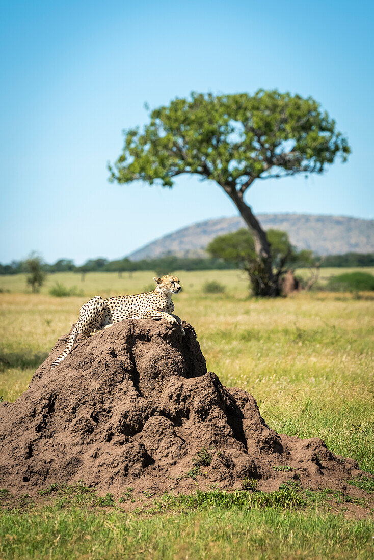 Cheetah (Acinonyx jubatus) lies on termite mound with tree behind, Grumeti Serengeti Tented Camp, Serengeti National Park; Tanzania