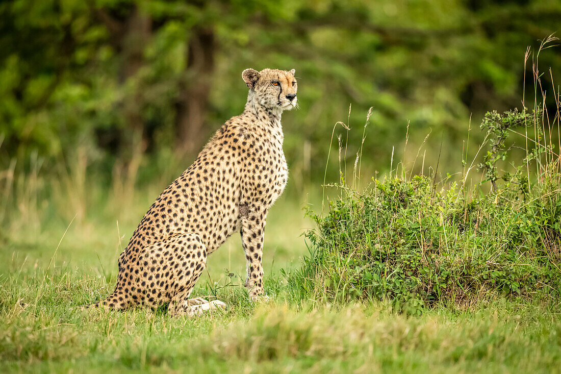 Cheetah (Acinonyx jubatus) sits alert on short grass turning head, Cottar's 1920s Safari Camp, Maasai Mara National Reserve; Kenya