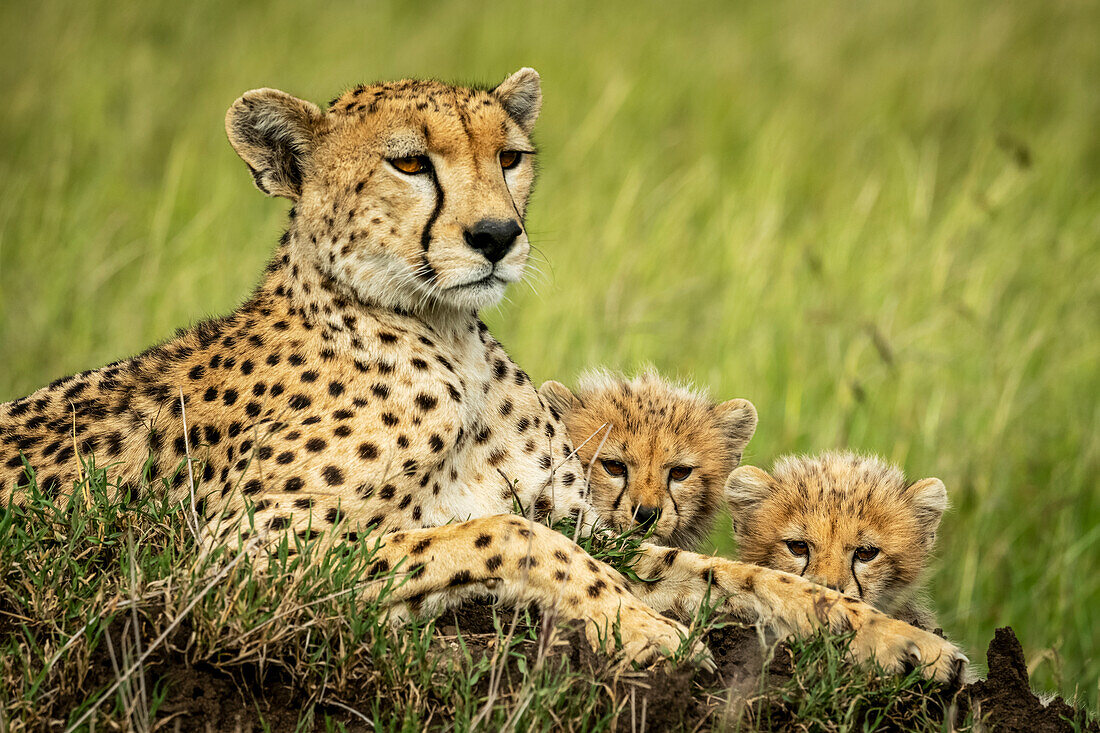 Cheetah (Acinonyx jubatus) lying with two cubs on grass, Grumeti Serengeti Tented Camp, Serengeti National Park; Tanzania