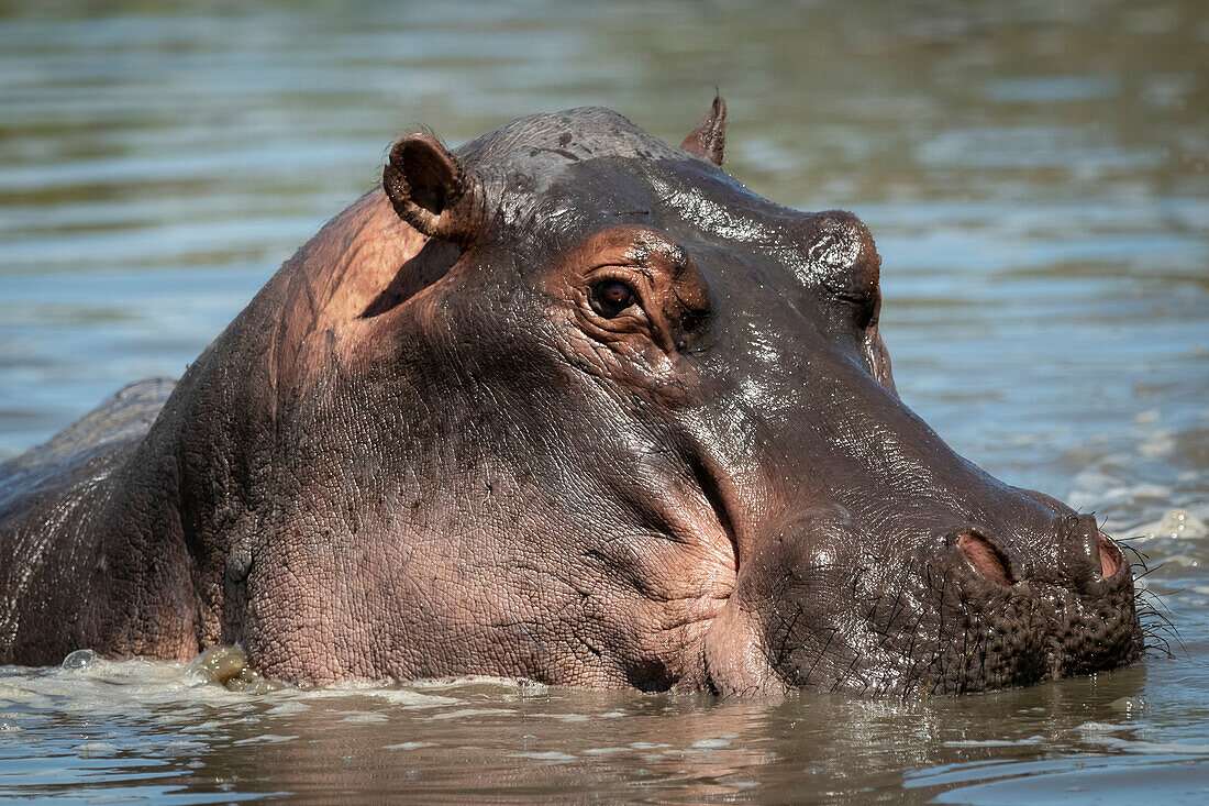 Close-up of hippopotamus (Hippopotamus amphibius) in river watching camera, Grummet Serengeti Tented Camp, Serengeti National Park; Tanzania