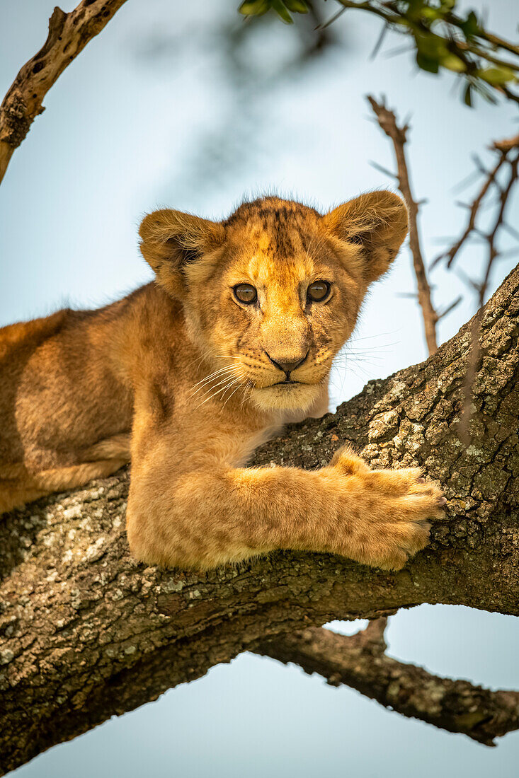 Nahaufnahme eines Löwenjungen (Panthera leo) in einem mit Flechten bedeckten Baum, Grumeti Serengeti Tented Camp, Serengeti National Park; Tansania.