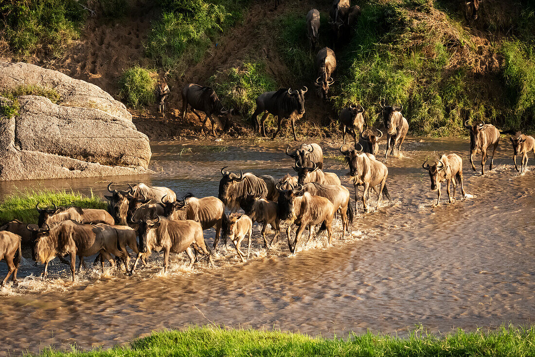 Verwirrung von Streifengnus (Connochaetes taurinus) beim Überqueren eines seichten Flusses, Cottar's 1920s Safari Camp, Maasai Mara National Reserve; Tansania.