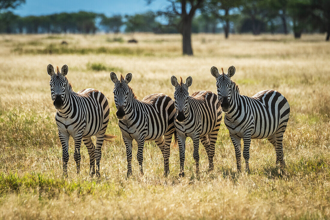 Four plains zebra (Equus burchellii) stand staring towards camera, Grumeti Serengeti Tented Camp, Serengeti National Park; Tanzania