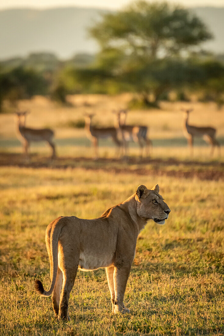 Impala (Aepyceros melampus) harem watches lioness (Panthera leo) standing on nearby savannah, Grumeti Serengeti Tent Camp, Serengeti National Park; Tanzania